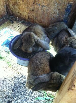 All the babies at four weeks old:)