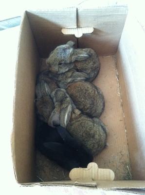 Frenches at three weeks old