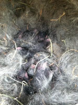 The huge baby bunny pile one day old...13 babies 