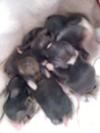 Day 4 - bottom left corner is Humble, the little runt of the litter, tiny, but adorable and still gets enough milk