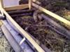 Compost Piles under Hutches