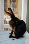 Beautiful 'Biscuit,' my Belgian Hare doe