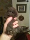 The most adorable baby bunny in the world-Spunky and Cocoa's baby