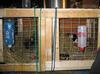 Their indoor housing, buck on the left & does on the right (wooden divider in between)