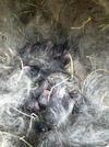 The huge baby bunny pile one day old...13 babies 