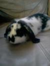 Oreo! - Mini Lop