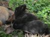 2 black bunnies