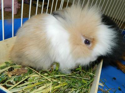 My doe I will use when she gets bigger