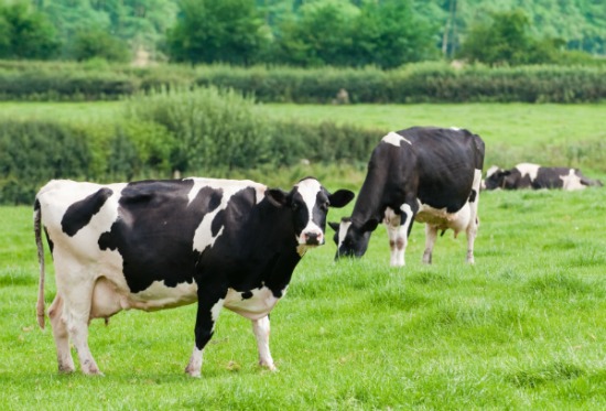Herbivore. Digestion of mono-gastric non-ruminants, and ruminants Herbivore. Digestion of mono-gastric non-ruminants, and ruminants