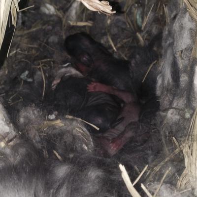 4 live rabbit babies in the black fur