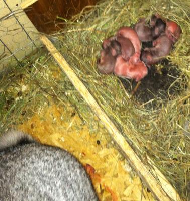 Doe with newborn litter