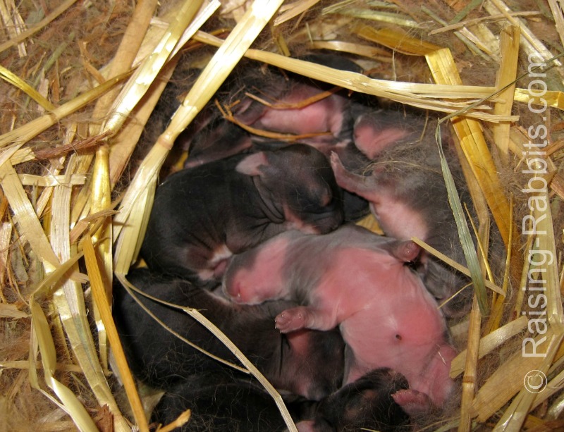 Upside down newborn rabbit kit sound asleep