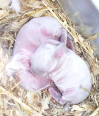 A couple warm baby Californian rabbit kits