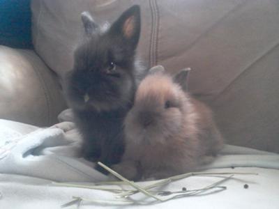 Scar & Simba  - Lionhead