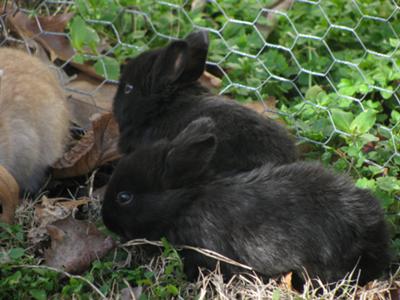 2 black bunnies