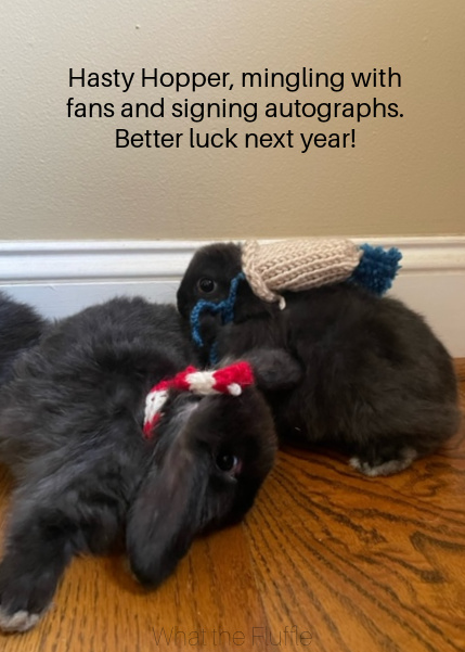 what-the-fluffle-16-black-holland-lops-autograph