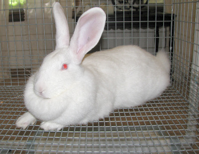 White American doe with just a little moisture around nose and some matting on forepaw.