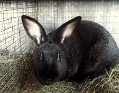 new zealand rabbit care