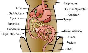 Carnivore Digestive System