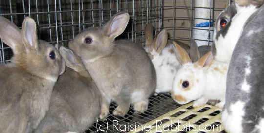 Pasteurellosis: Breeding program to eliminate snuffles