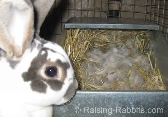 rabbits giving birth discover your brand new litter of baby rabbits rabbit litter size