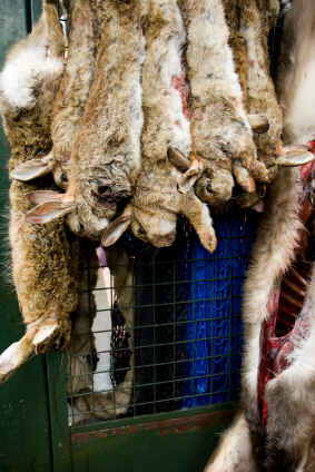 Killing Rabbits For Food 3 Best Ways To Kill A Rabbit