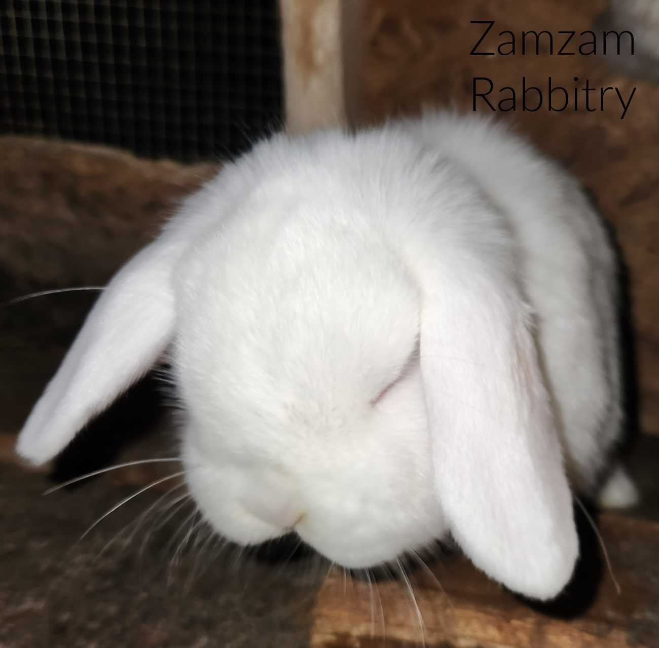 zamzam-rabbitry-01-white-holland-lop